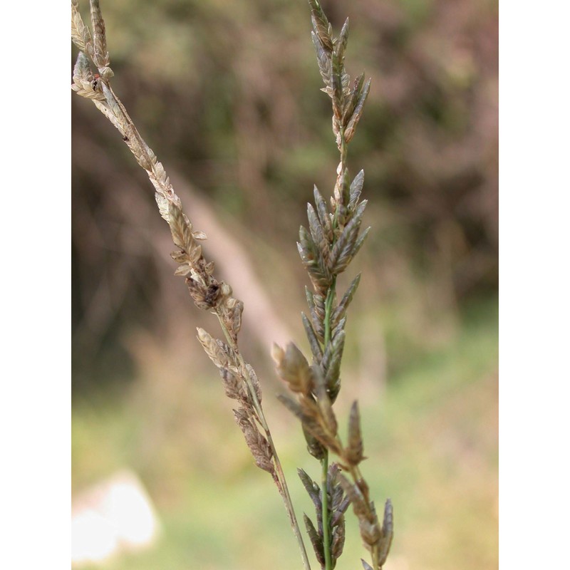 eragrostis cilianensis (all.) vignolo ex janch.