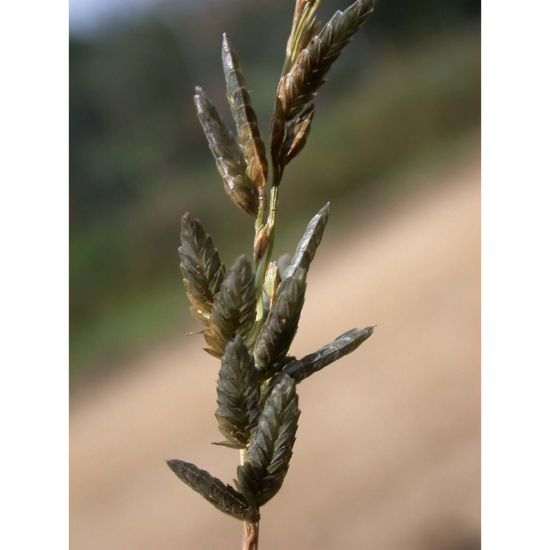 eragrostis cilianensis (all.) vignolo ex janch.