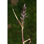 eragrostis cilianensis (all.) vignolo ex janch.