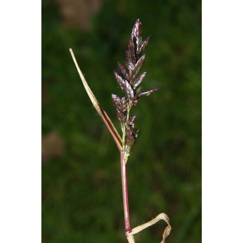 eragrostis cilianensis (all.) vignolo ex janch.