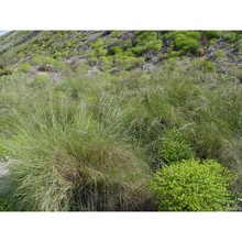 eragrostis curvula (schrad.) nees
