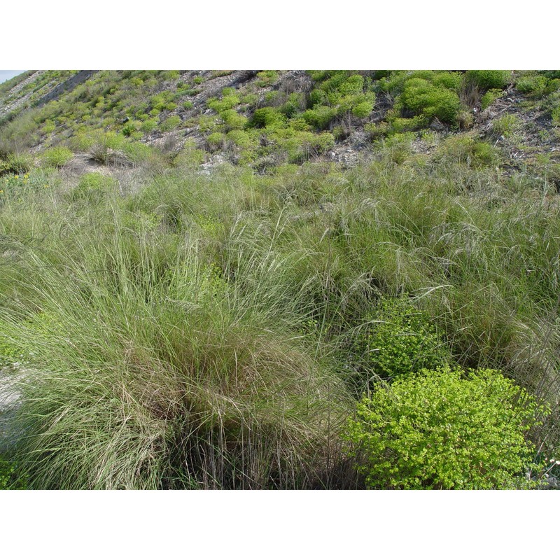 eragrostis curvula (schrad.) nees