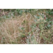 eragrostis curvula (schrad.) nees