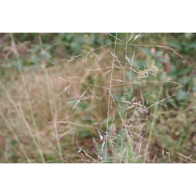 eragrostis curvula (schrad.) nees