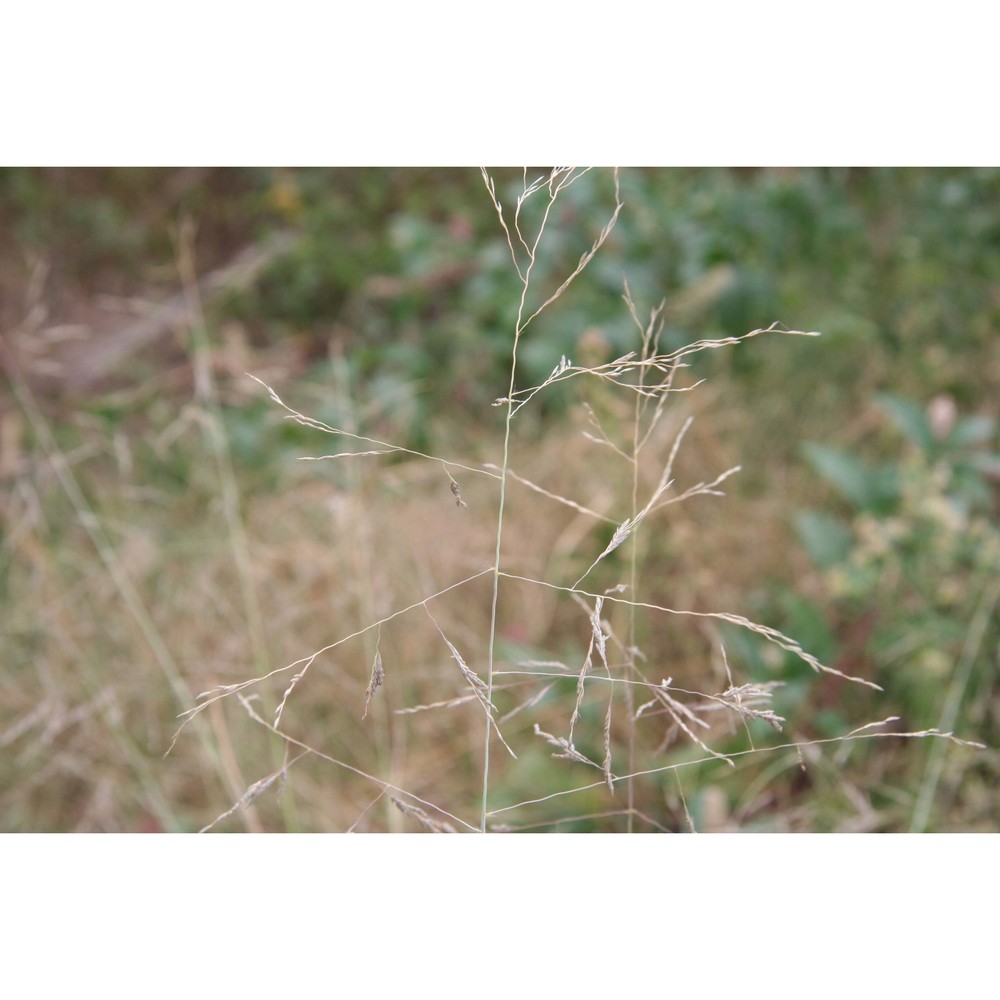 eragrostis curvula (schrad.) nees