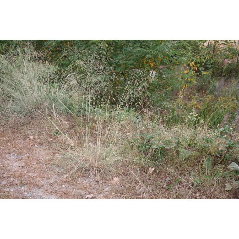 eragrostis curvula (schrad.) nees