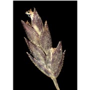 eragrostis frankii c. a. mey. ex steud.