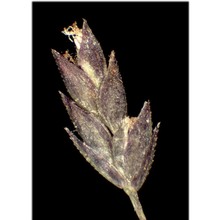 eragrostis frankii c. a. mey. ex steud.