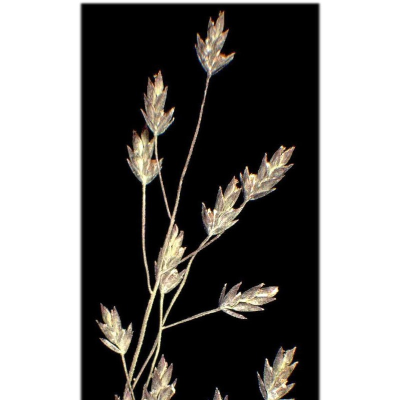 eragrostis frankii c. a. mey. ex steud.
