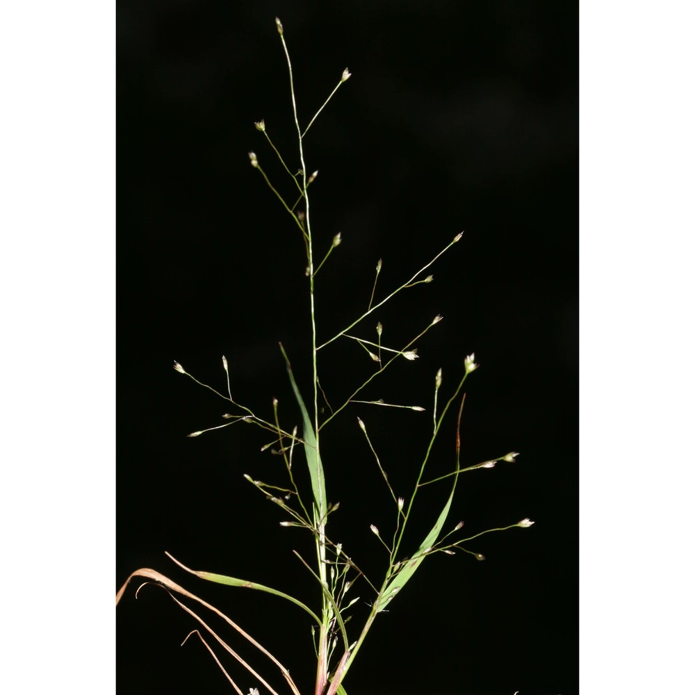 eragrostis frankii c. a. mey. ex steud.