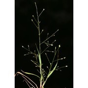 eragrostis frankii c. a. mey. ex steud.