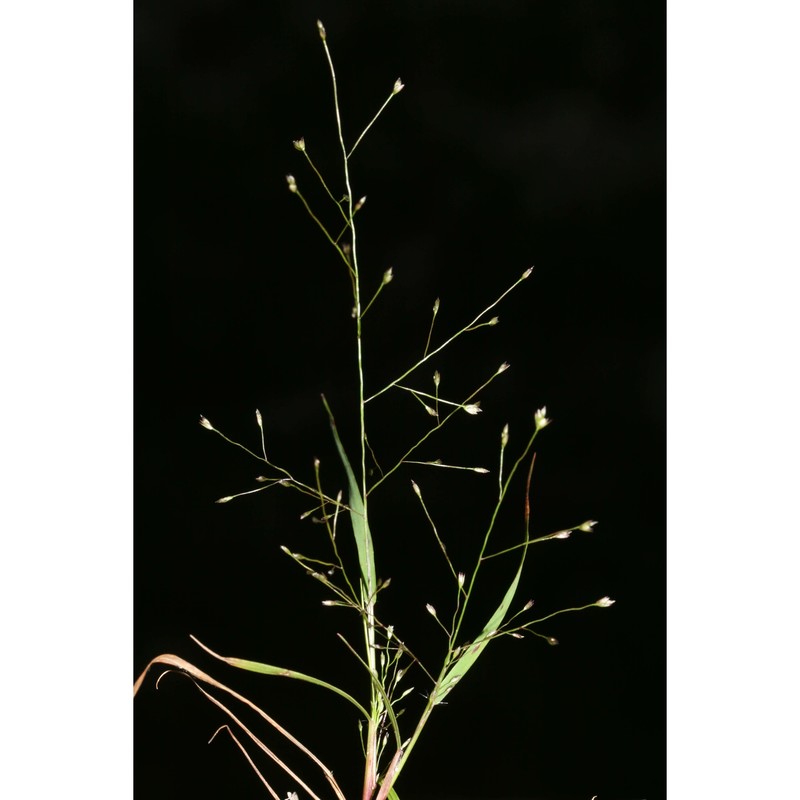 eragrostis frankii c. a. mey. ex steud.