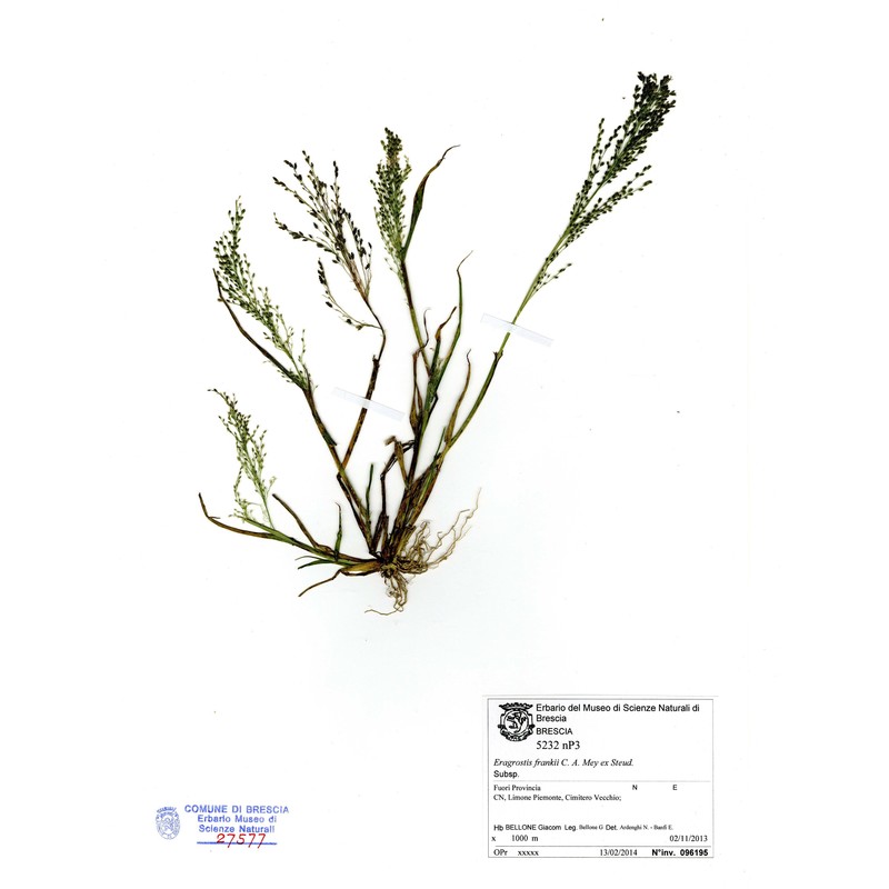 eragrostis frankii c. a. mey. ex steud.