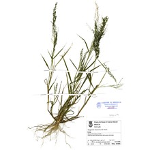 eragrostis mexicana (hornem.) link subsp. virescens (j. presl) s. d. koch et sánchez vega