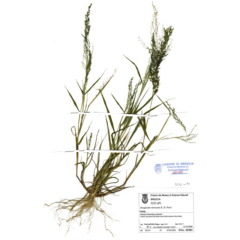 eragrostis mexicana (hornem.) link subsp. virescens (j. presl) s. d. koch et sánchez vega