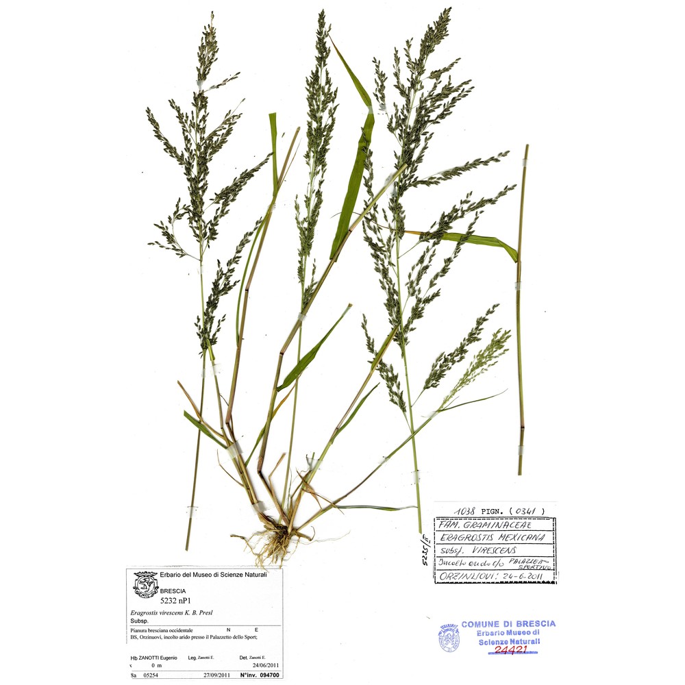 eragrostis mexicana (hornem.) link subsp. virescens (j. presl) s. d. koch et sánchez vega