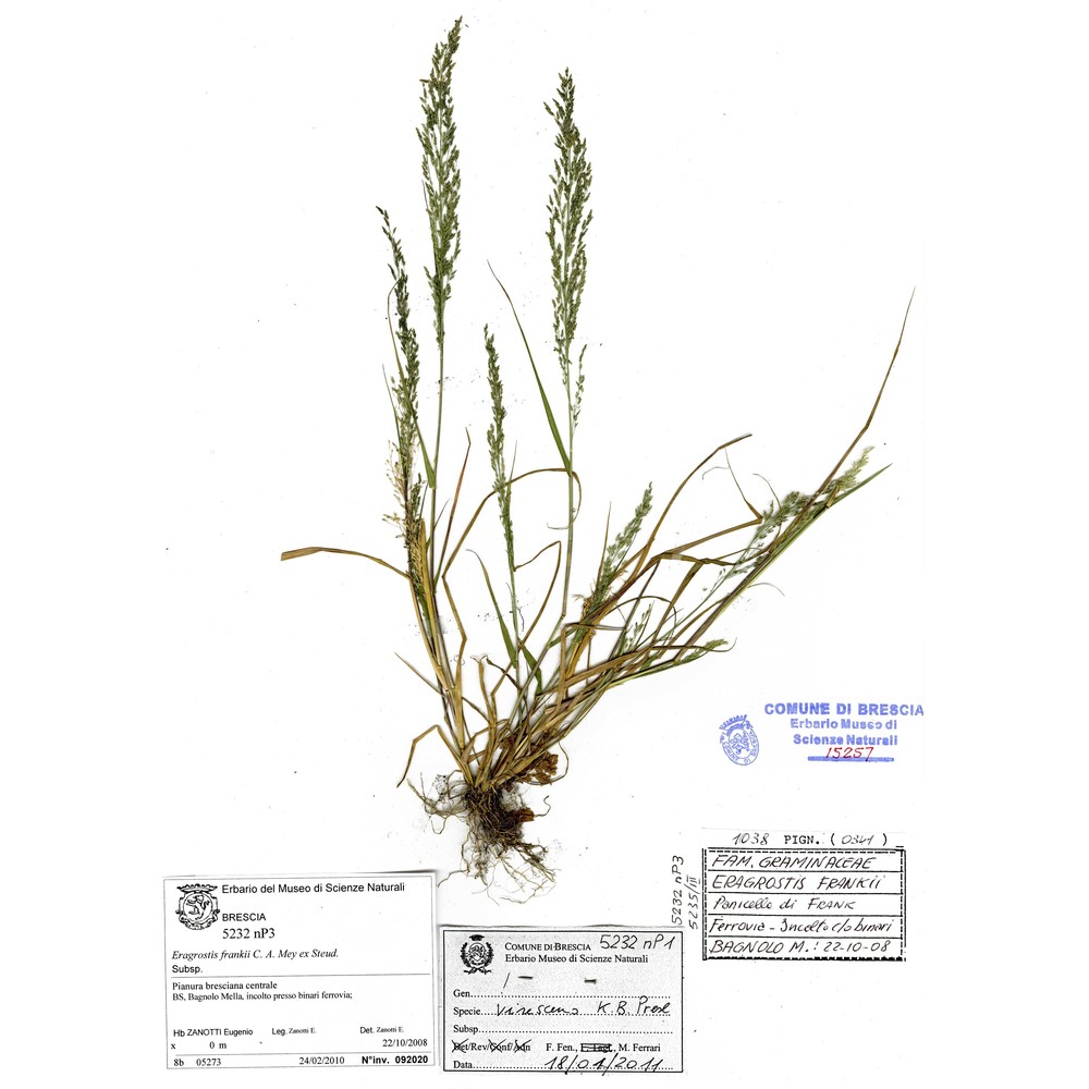 eragrostis mexicana (hornem.) link subsp. virescens (j. presl) s. d. koch et sánchez vega