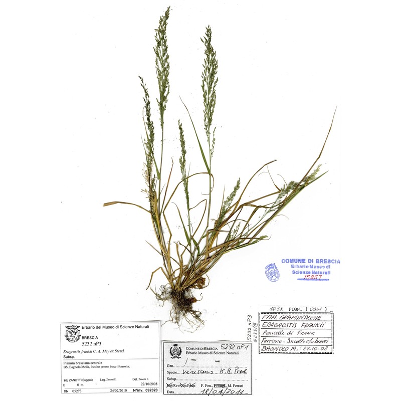 eragrostis mexicana (hornem.) link subsp. virescens (j. presl) s. d. koch et sánchez vega
