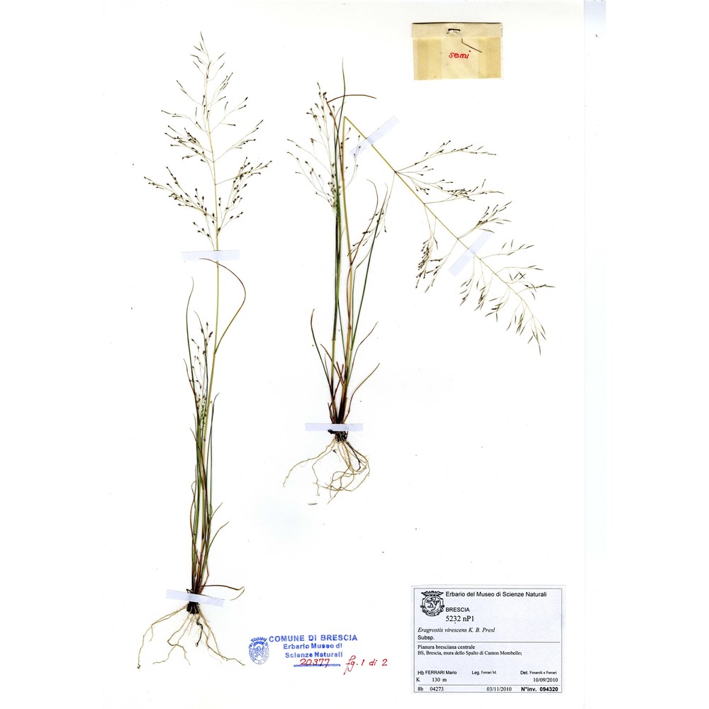 eragrostis mexicana (hornem.) link subsp. virescens (j. presl) s. d. koch et sánchez vega