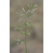 eragrostis minor host