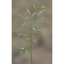 eragrostis minor host