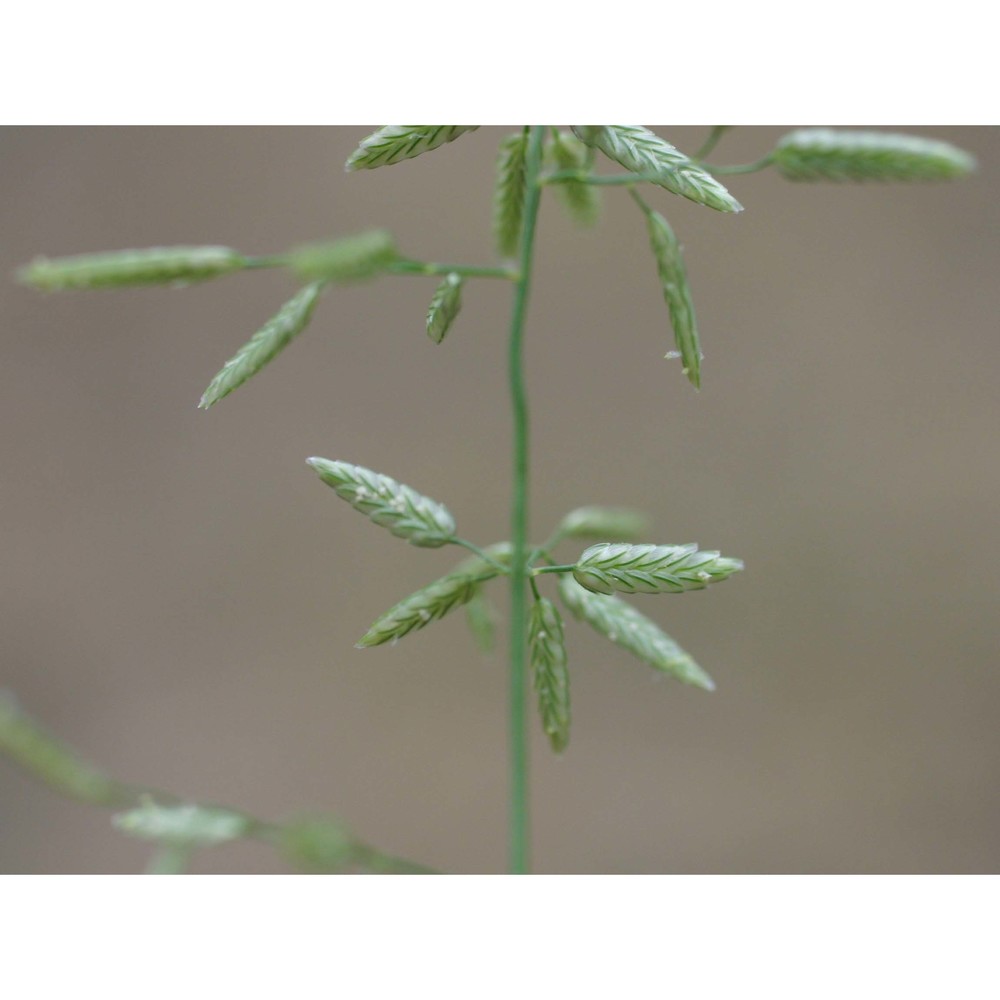 eragrostis minor host