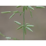eragrostis minor host