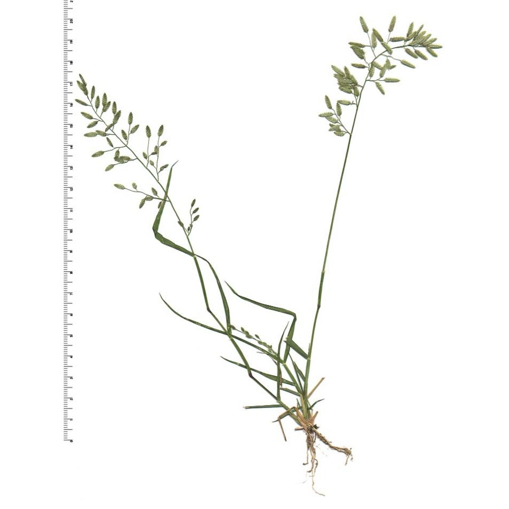 eragrostis minor host