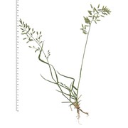 eragrostis minor host