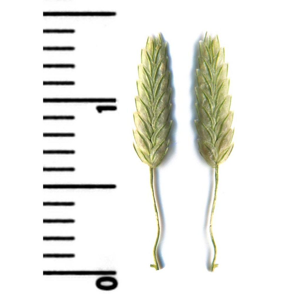 eragrostis minor host