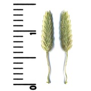 eragrostis minor host
