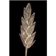 eragrostis pectinacea (michx.) nees