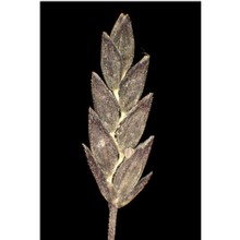 eragrostis pectinacea (michx.) nees