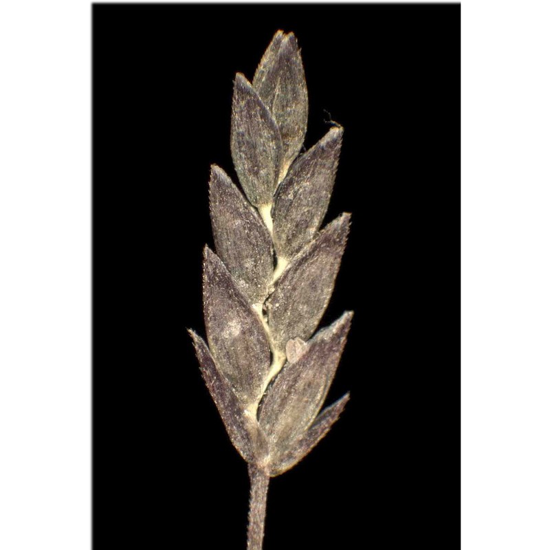 eragrostis pectinacea (michx.) nees