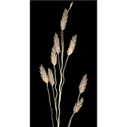 eragrostis pectinacea (michx.) nees