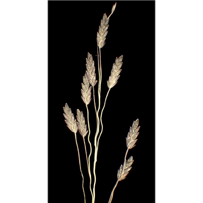 eragrostis pectinacea (michx.) nees