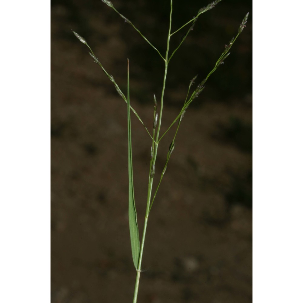 eragrostis pectinacea (michx.) nees