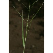 eragrostis pectinacea (michx.) nees