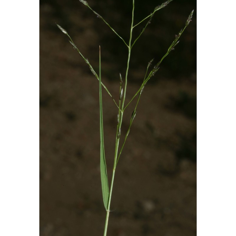 eragrostis pectinacea (michx.) nees