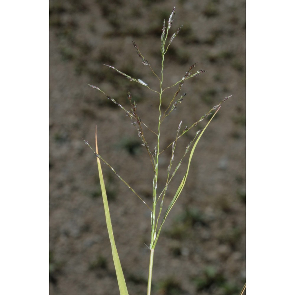eragrostis pectinacea (michx.) nees