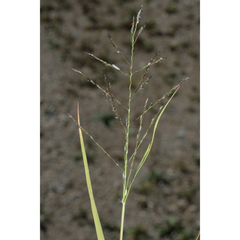 eragrostis pectinacea (michx.) nees