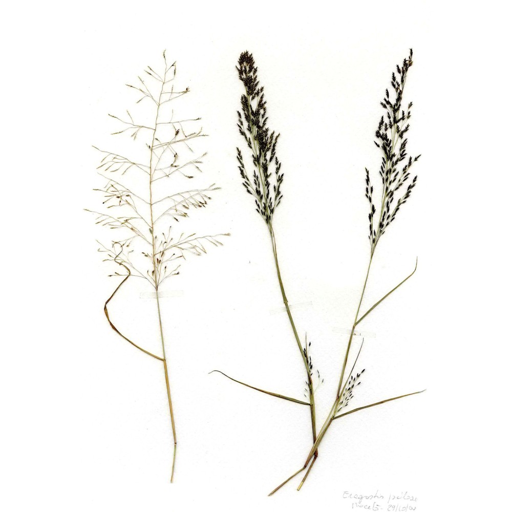 eragrostis pilosa (l.) p. beauv.