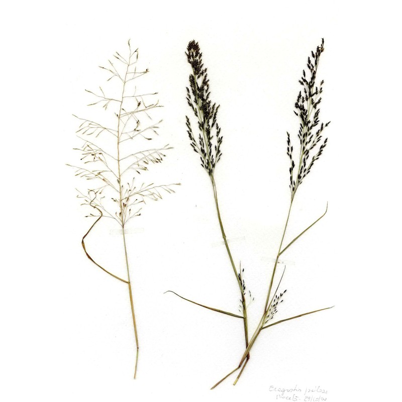eragrostis pilosa (l.) p. beauv.