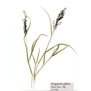 eragrostis pilosa (l.) p. beauv.