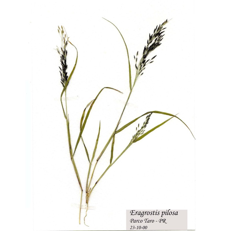 eragrostis pilosa (l.) p. beauv.