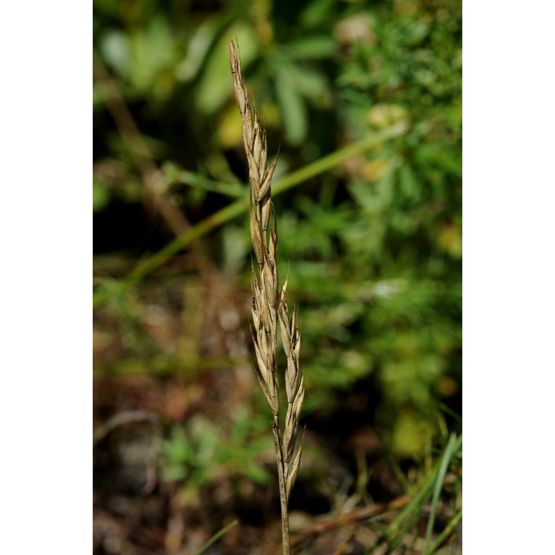 festuca acuminata gaudin