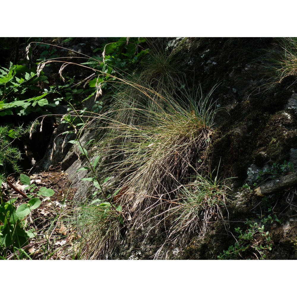 festuca acuminata gaudin