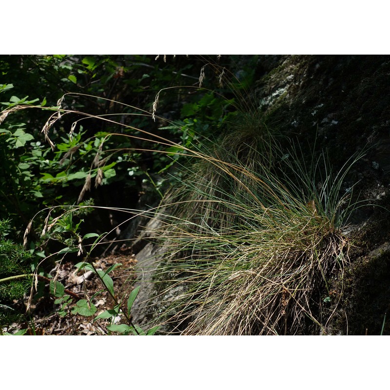 festuca acuminata gaudin