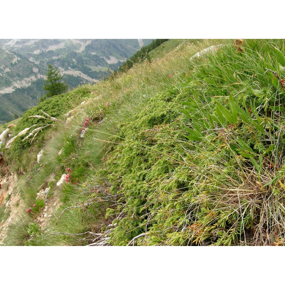 festuca scabriculmis (hack.) k. richt.