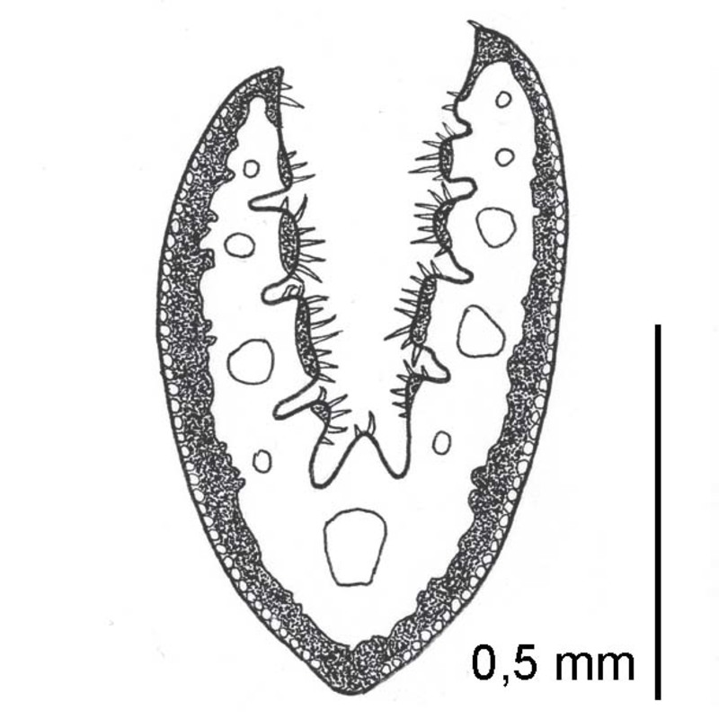 festuca alpestris roem. et schult.